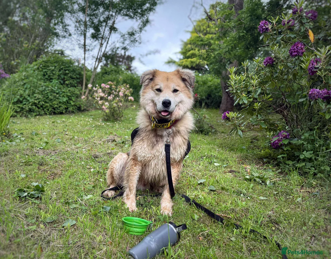Mixed Breed dogs for adoption: Meet Paddy, currently residing in Cheshire  in Nantwich - Advert 27