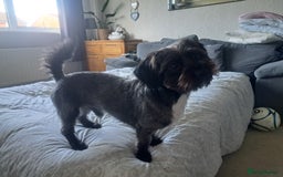 Mixed Breed dogs for stud: Dachshund x Shih Tzu for stud - Image 2