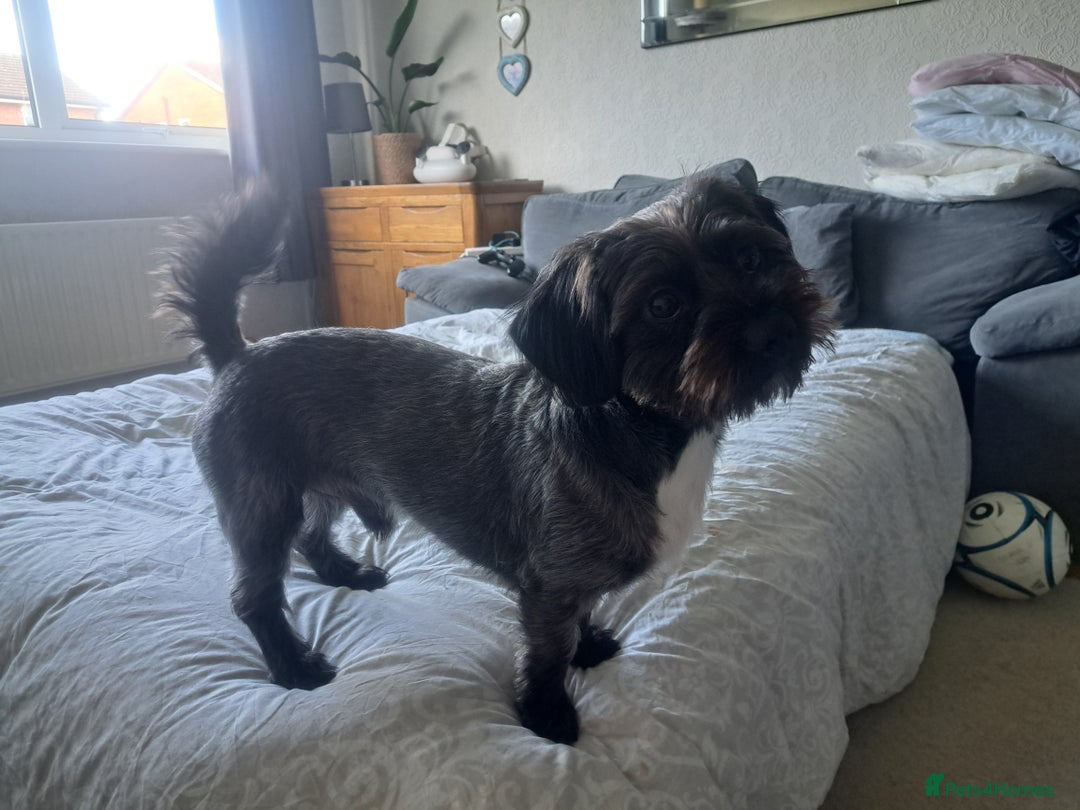 Mixed Breed dogs for stud: Dachshund x Shih Tzu for stud - Image 2