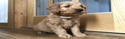 Goldendoodle dogs for sale: F1 Miniature Goldendoodle 100% DNA Health Tested - Advert 8