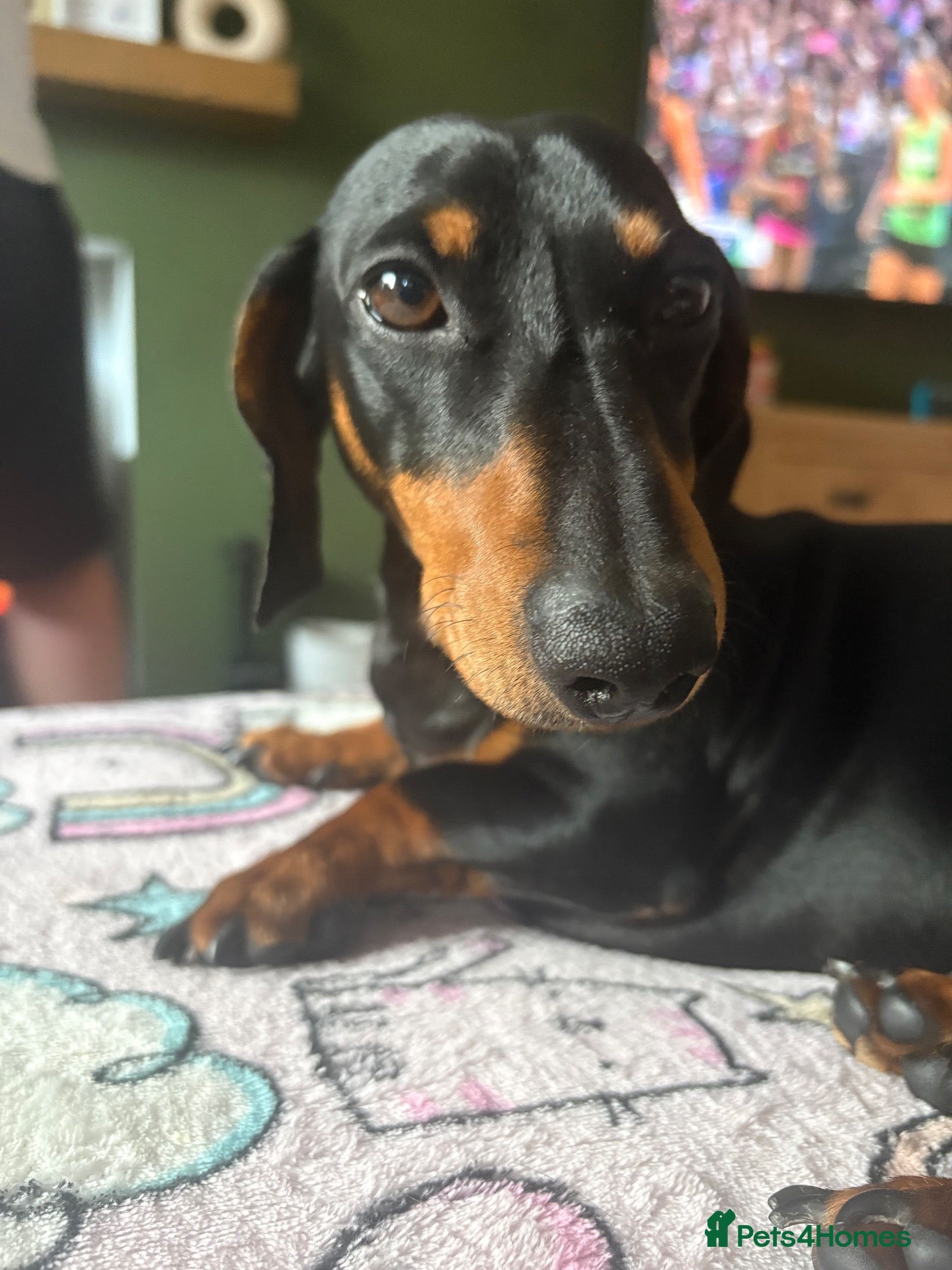 Miniature Dachshund dogs 2 year old male mini dachshund - Advert 4
