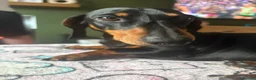 Miniature Dachshund dogs for sale: 2 year old male mini dachshund - Advert 1