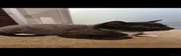 Mixed Breed cats for sale: Kittens   - Advert 23