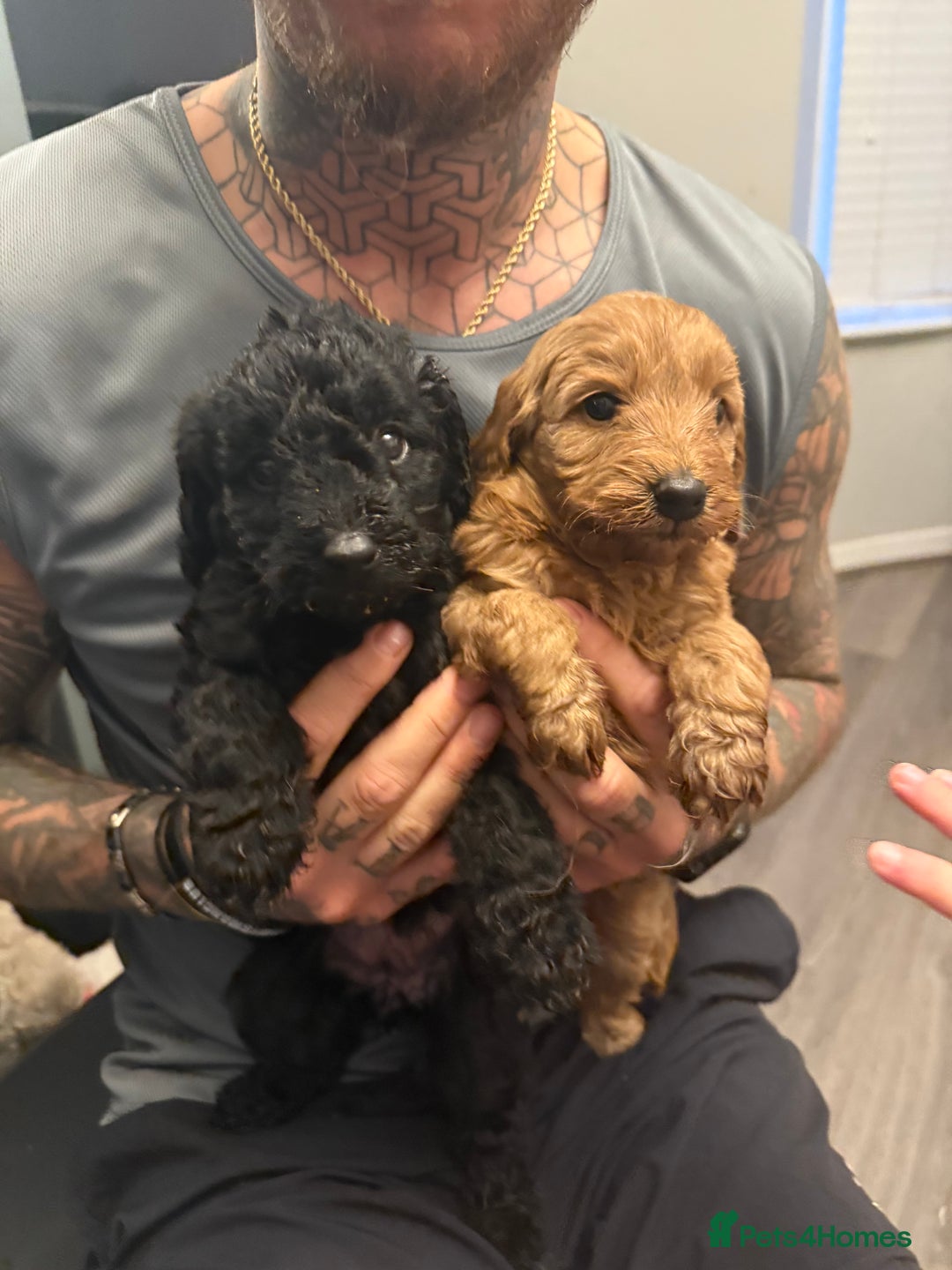 Labradoodle dogs for sale: Miniature labradoodle puppies  - Image 14
