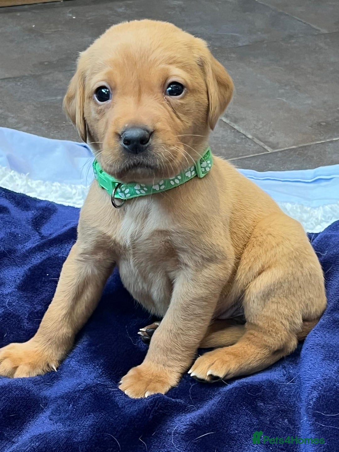 Labrador Retriever dogs for sale: Kennel Club Fox Red Labrador Puppies Health Tested - Advert 5