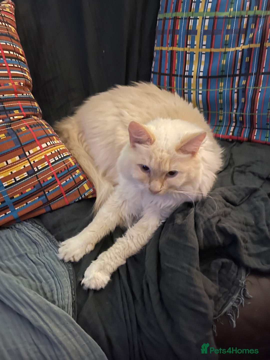 Ragdoll cats for sale: SWEET AND ENERGECTIC RAGDOLL BOY 💙 - Advert 7