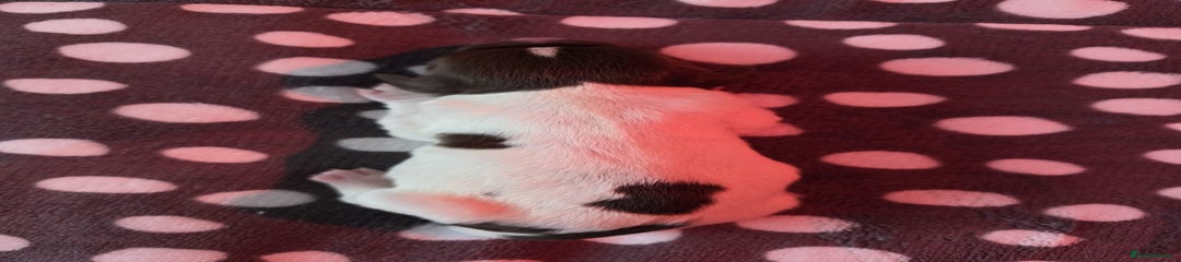 English Springer Spaniel Puppy 7