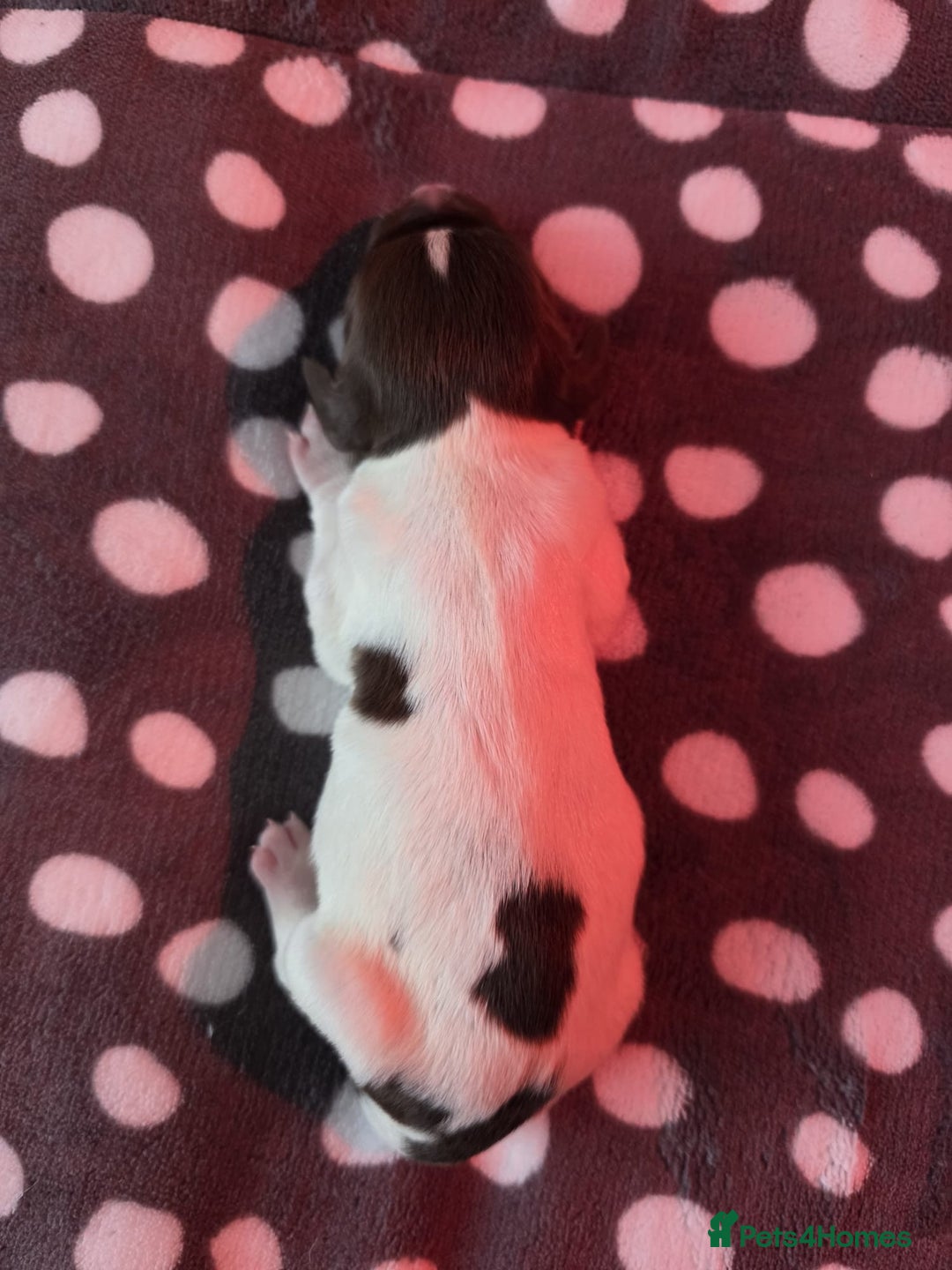 English Springer Spaniel dogs for sale: KC registered English Springer Spaniel puppies - Image 13