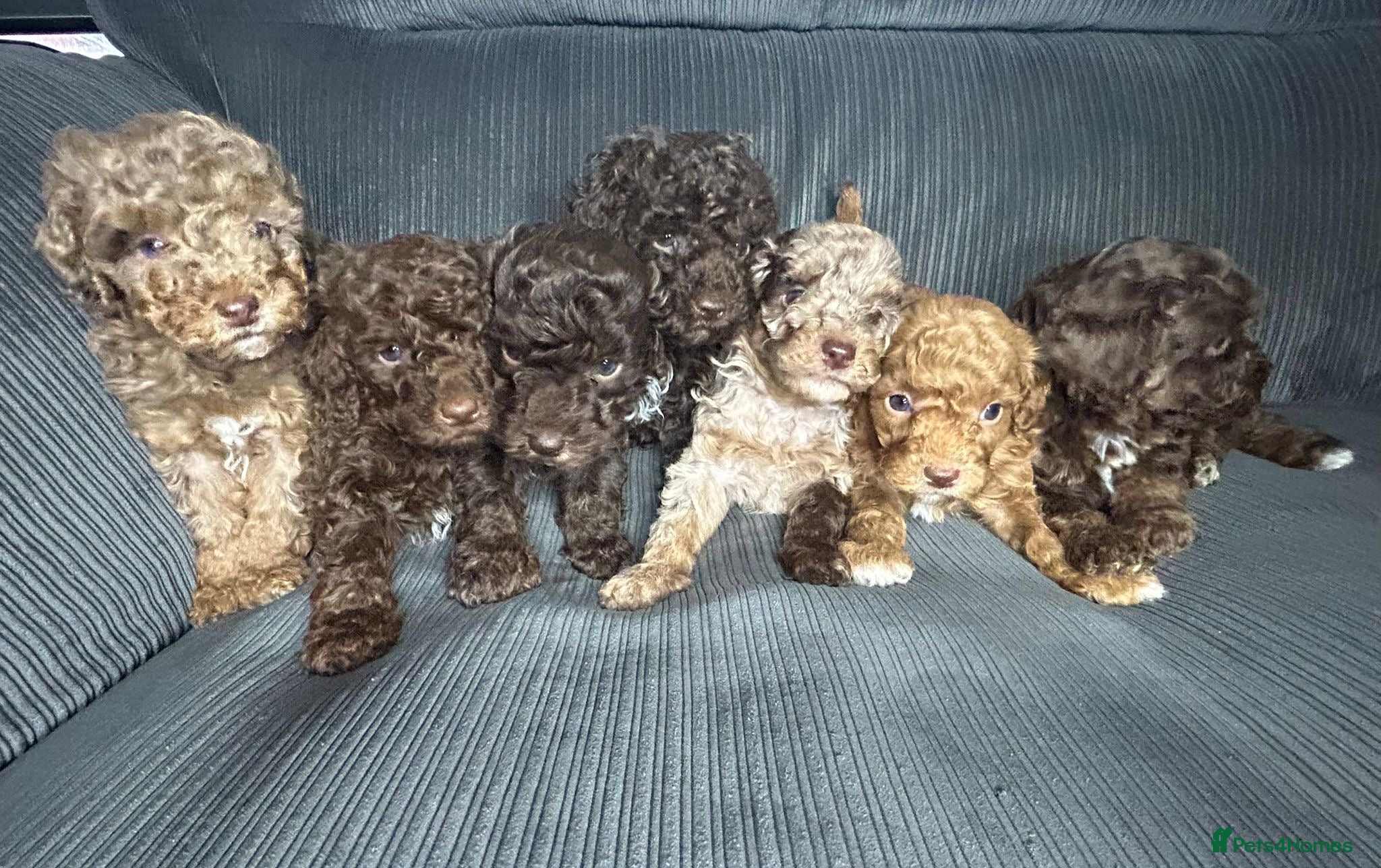 Mixed Breed dogs Pure Poodle Puppies  - Advert 3