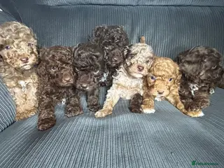 Mixed Breed dogs Pure Poodle Puppies - Advert 4