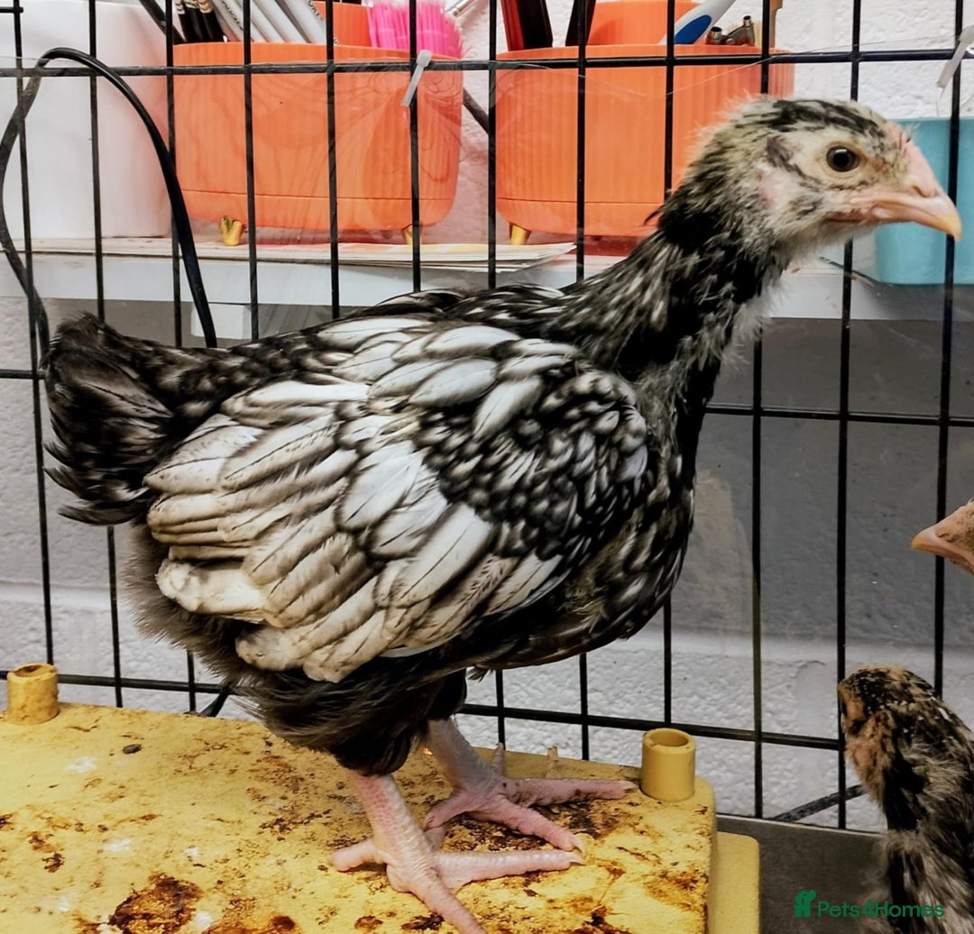 Chickens poultry for sale: Silver laced Orpington Hens - Advert 2