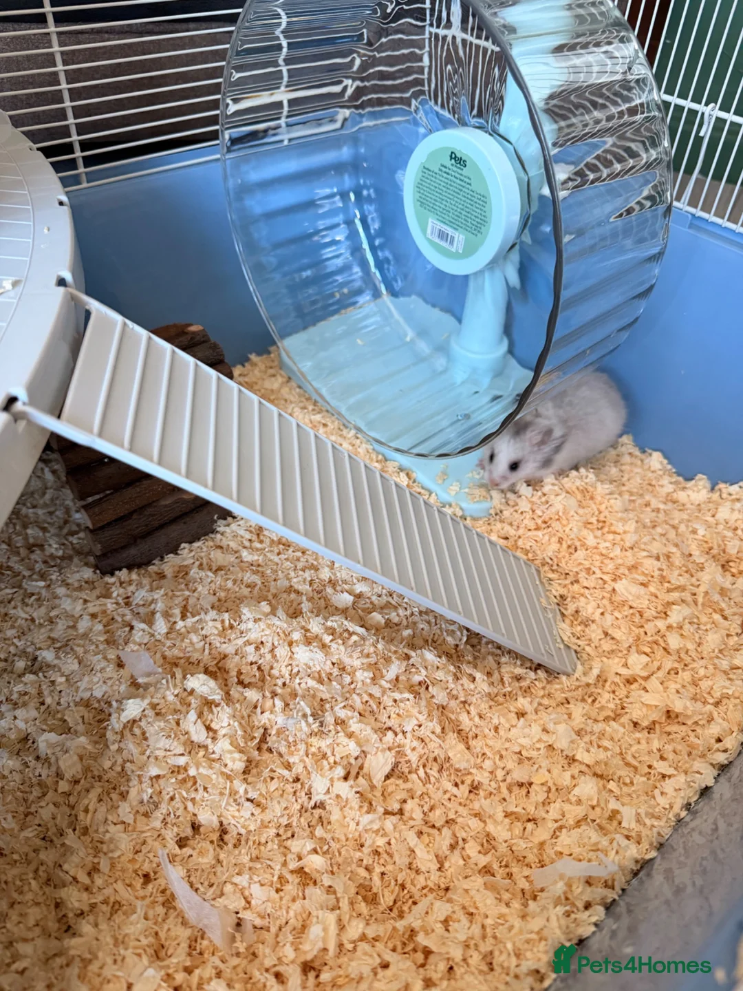 Hamster rodents for sale: Baby Syrian hamster 12/13 weeks old  in Knutsford - Advert 2