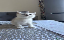 Scottish Fold cats for sale: Two Scottish Straight Boys  - Image 14