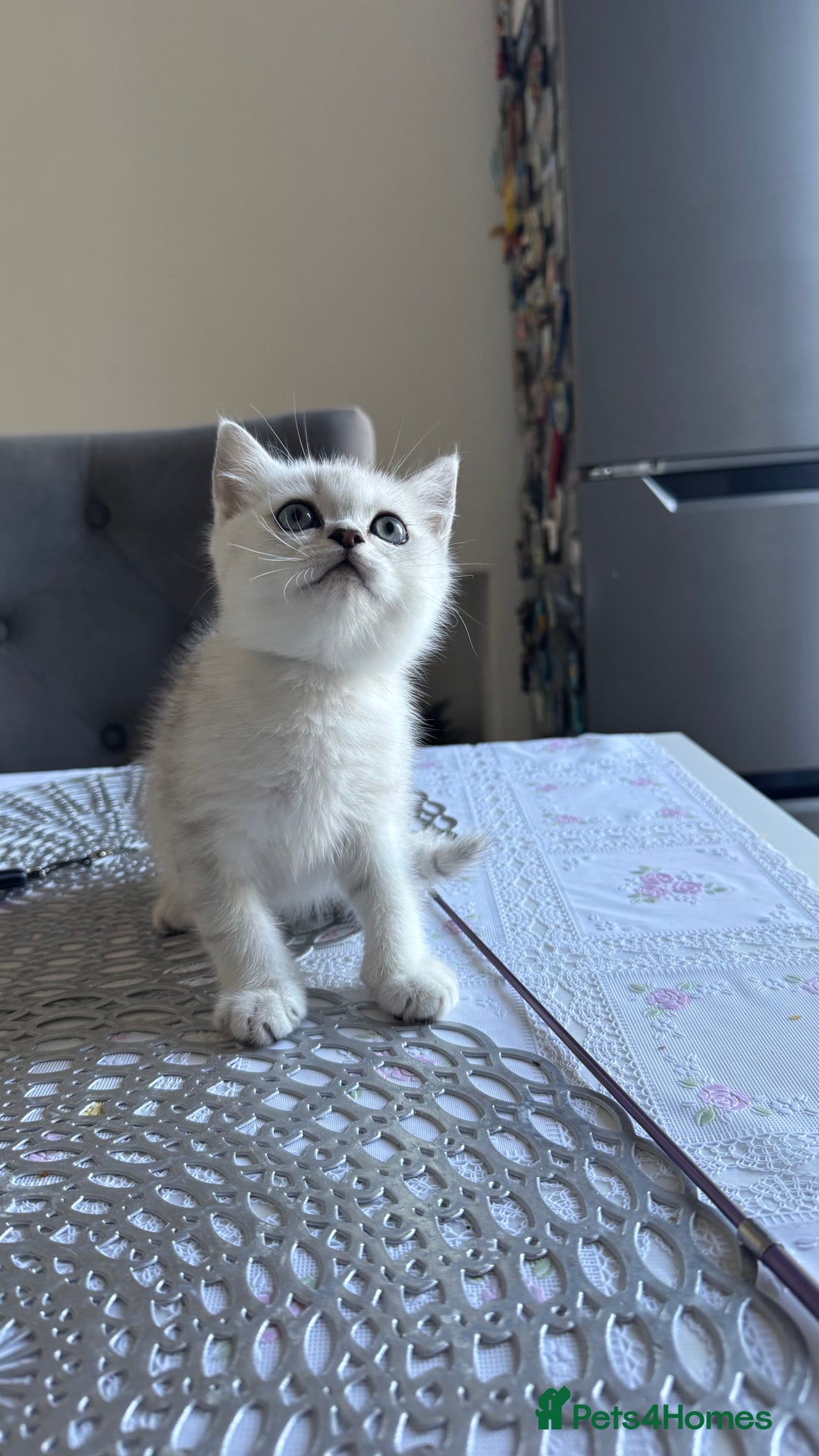 Scottish Fold cats for sale: Two Scottish Straight Boys  - Image 14