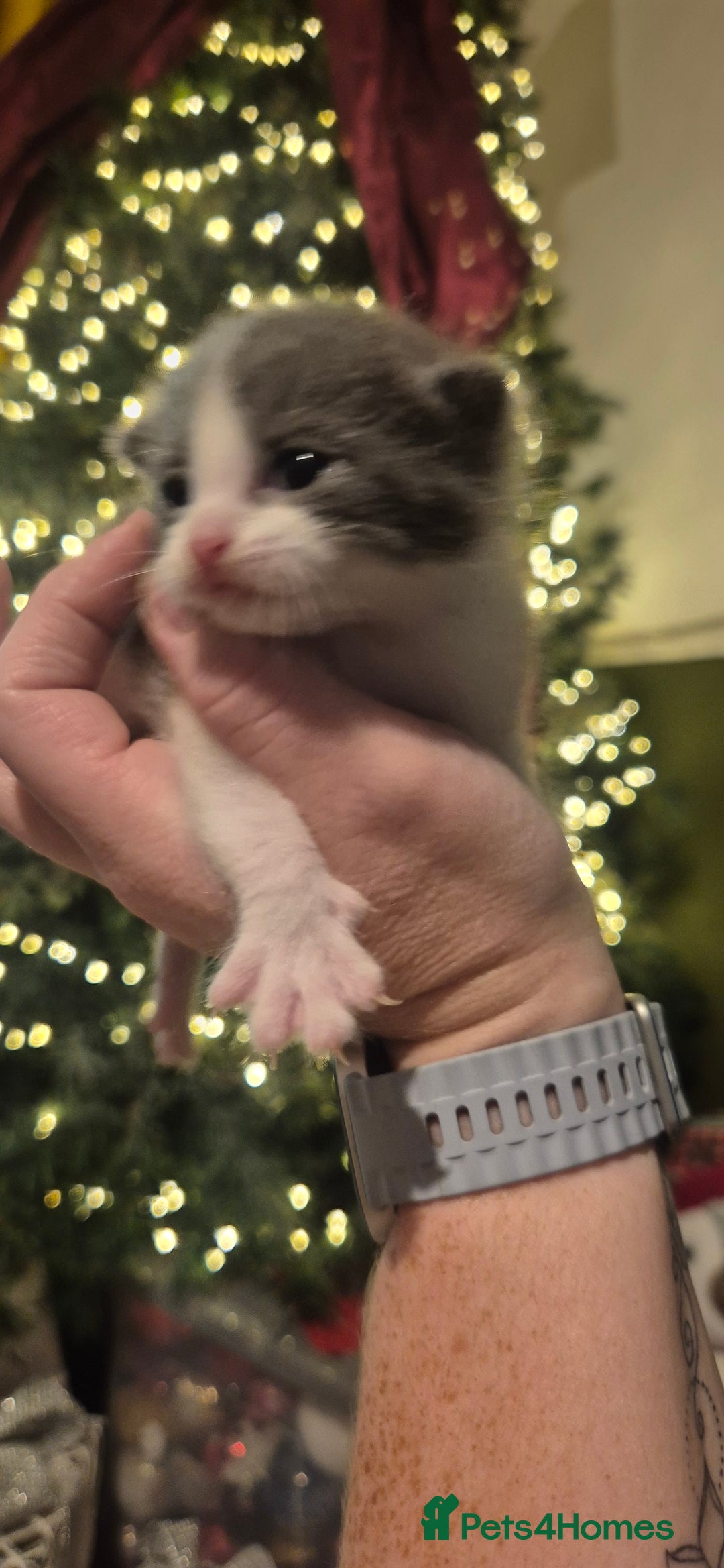 Domestic Shorthair cats for sale: Short hair kittens - Image 4