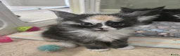 Maine Coon cats for sale: GCCF Registered Maine Coon Kittens  - Advert 3