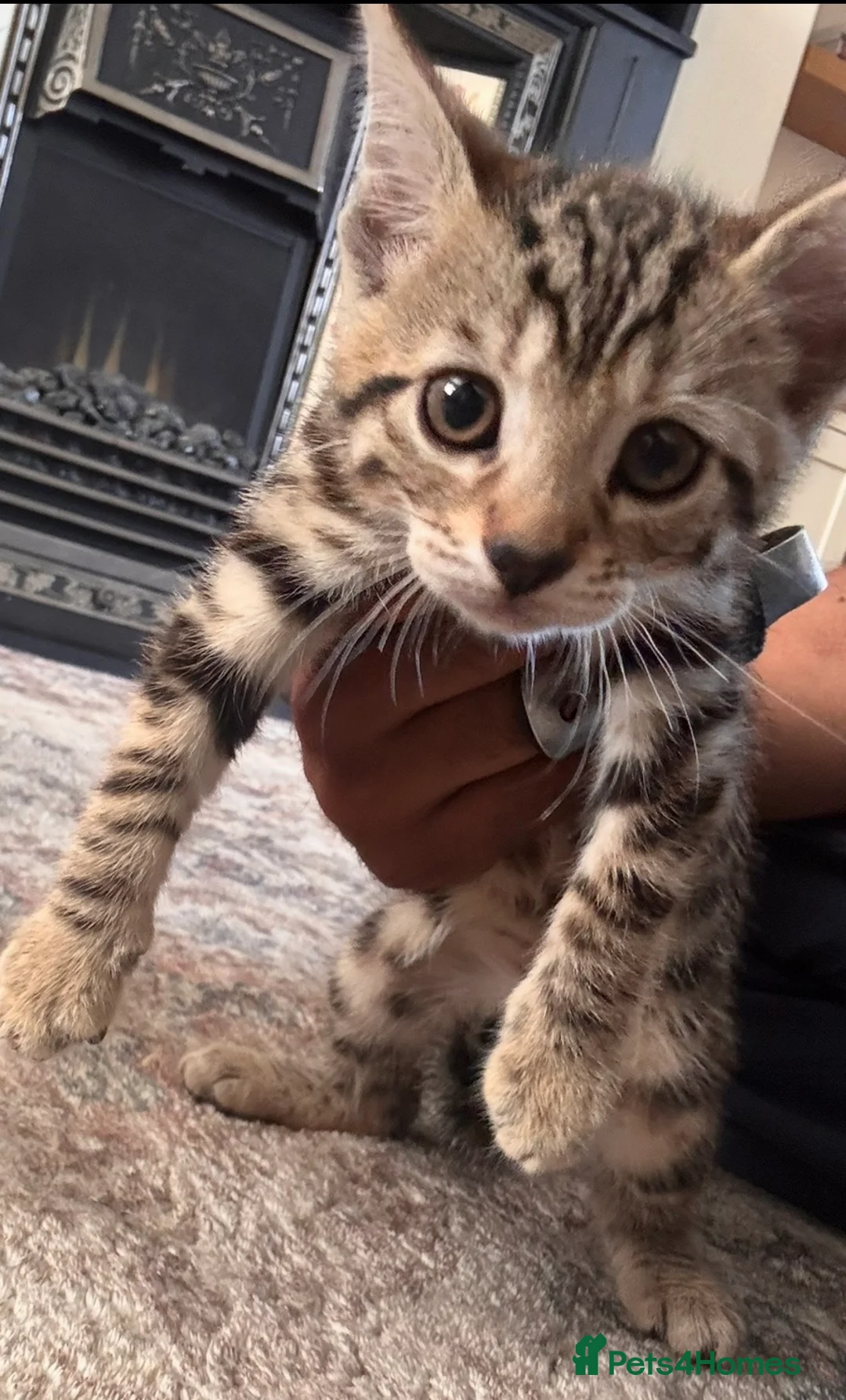 Mixed Breed cats for sale: Gorgeous female kitten  - Advert 11