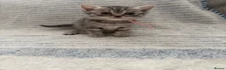 British Shorthair cats for sale: GCCF registered Kittens  - Advert 16