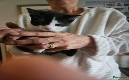 Maine Coon cats for sale: Half maine coon kittens - Image 6