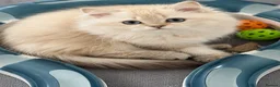 Scottish Fold cats for sale: SCOTISH STRAIGHT FEMALS KITTENS - Advert 7