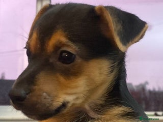 Jack Russell dogs Black and Tan Terriers - Advert 2