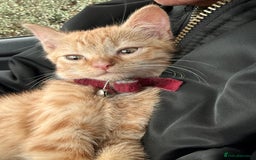 Mixed Breed cats for sale: Ginger cat/ 7 months old  - Image 5