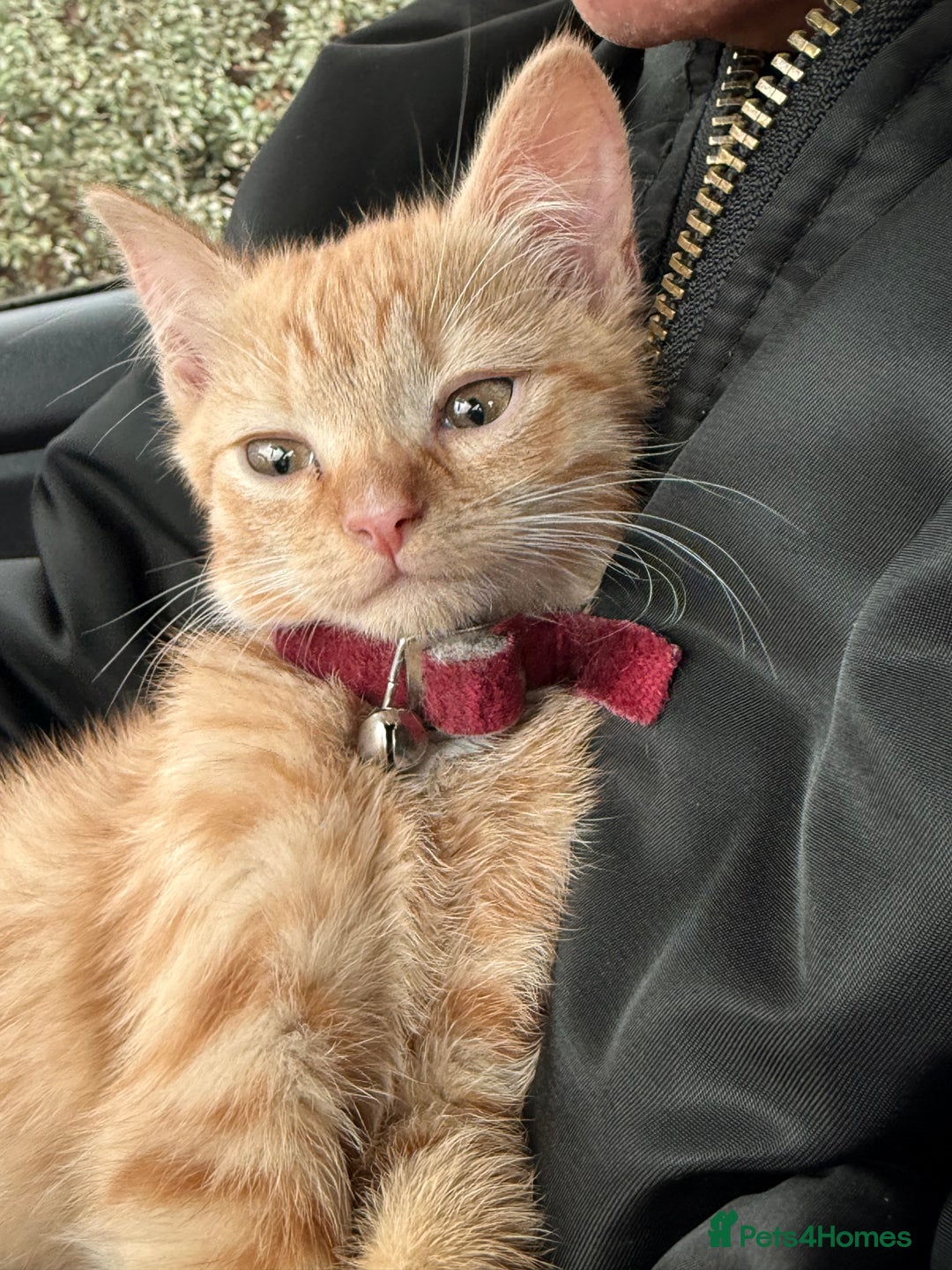 Mixed Breed cats for sale: Ginger cat/ 7 months old  - Image 5