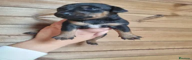 Jack Russell 2