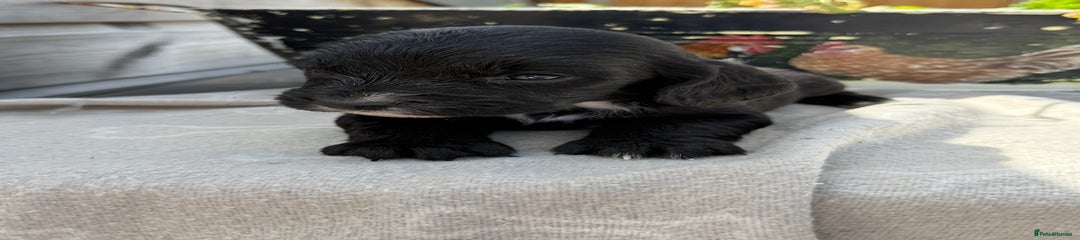 Cockpit puppy 3
