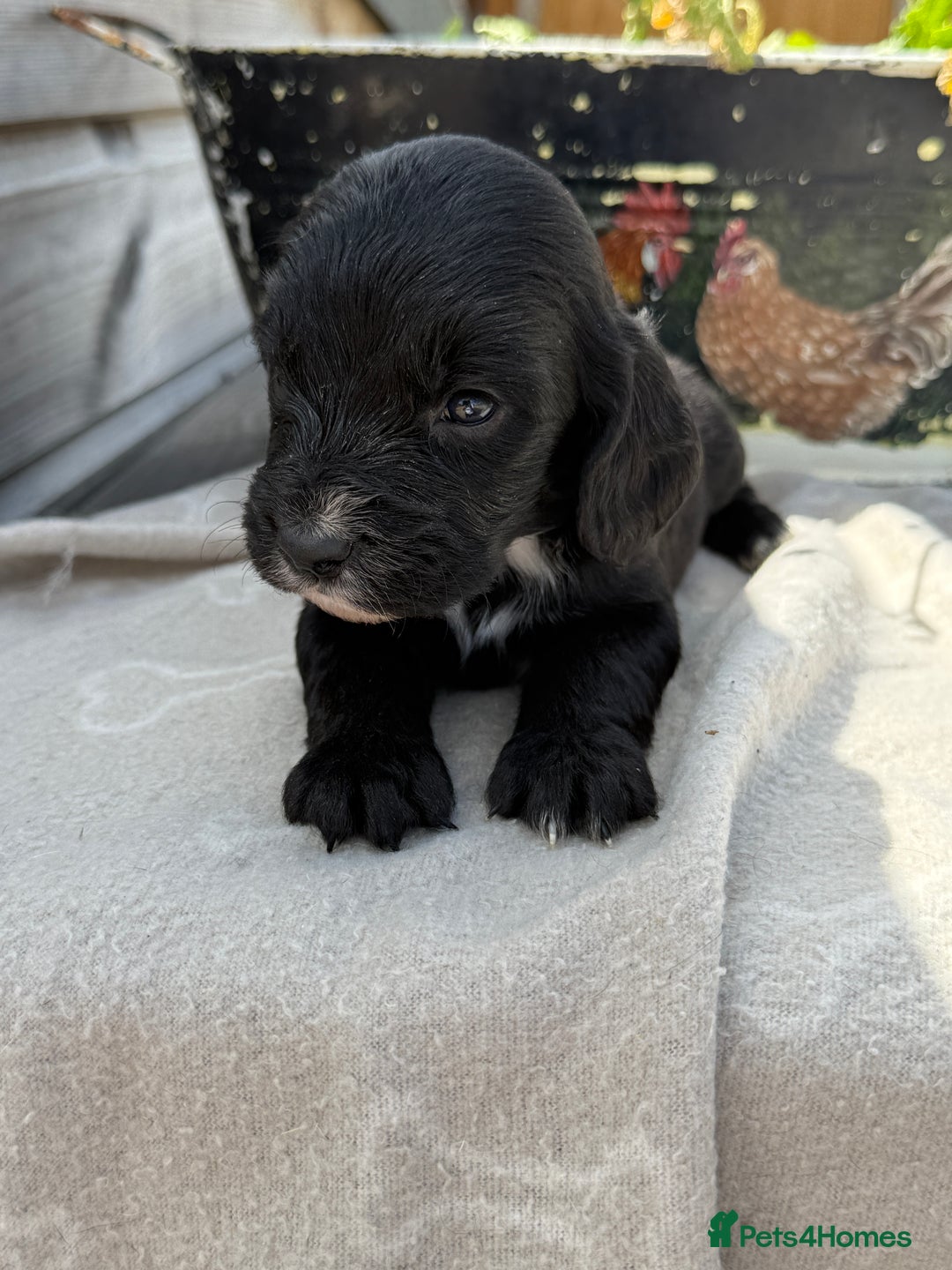 Cockapoo dogs for sale: Puppies - Image 4