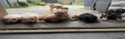 Mixed Breed dogs for sale: 8 Beautiful Cavapoochon Puppies in Bacup - Advert 21