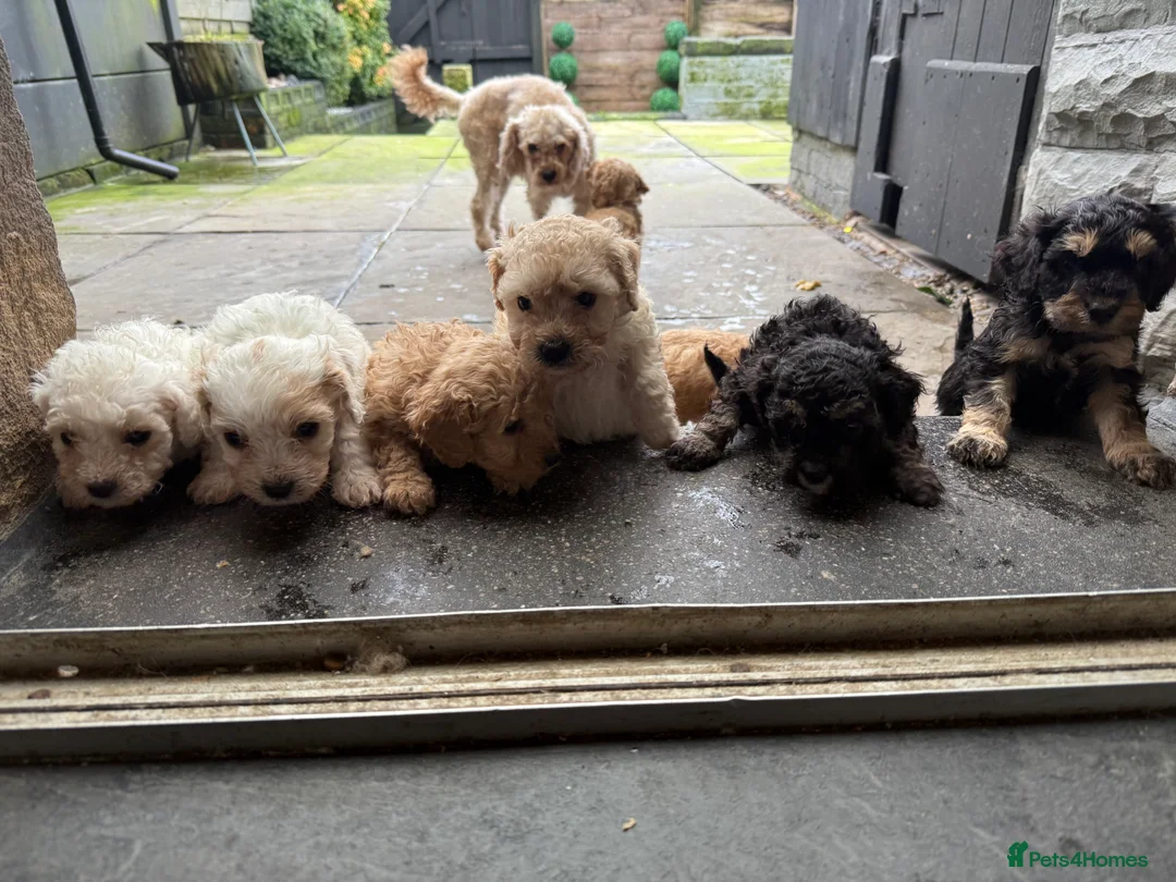 Mixed Breed dogs for sale: 8 Beautiful Cavapoochon Puppies in Bacup - Advert 21