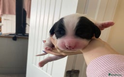 Sprocker dogs for sale: Norwich  - Image 21