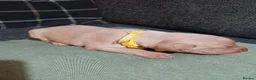 Labrador Retriever dogs for sale: Labrador retriever s in Bedworth - Advert 5