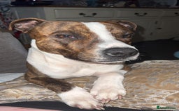 Staffordshire Bull Terrier dogs for sale: Staffy puppies  - Image 9