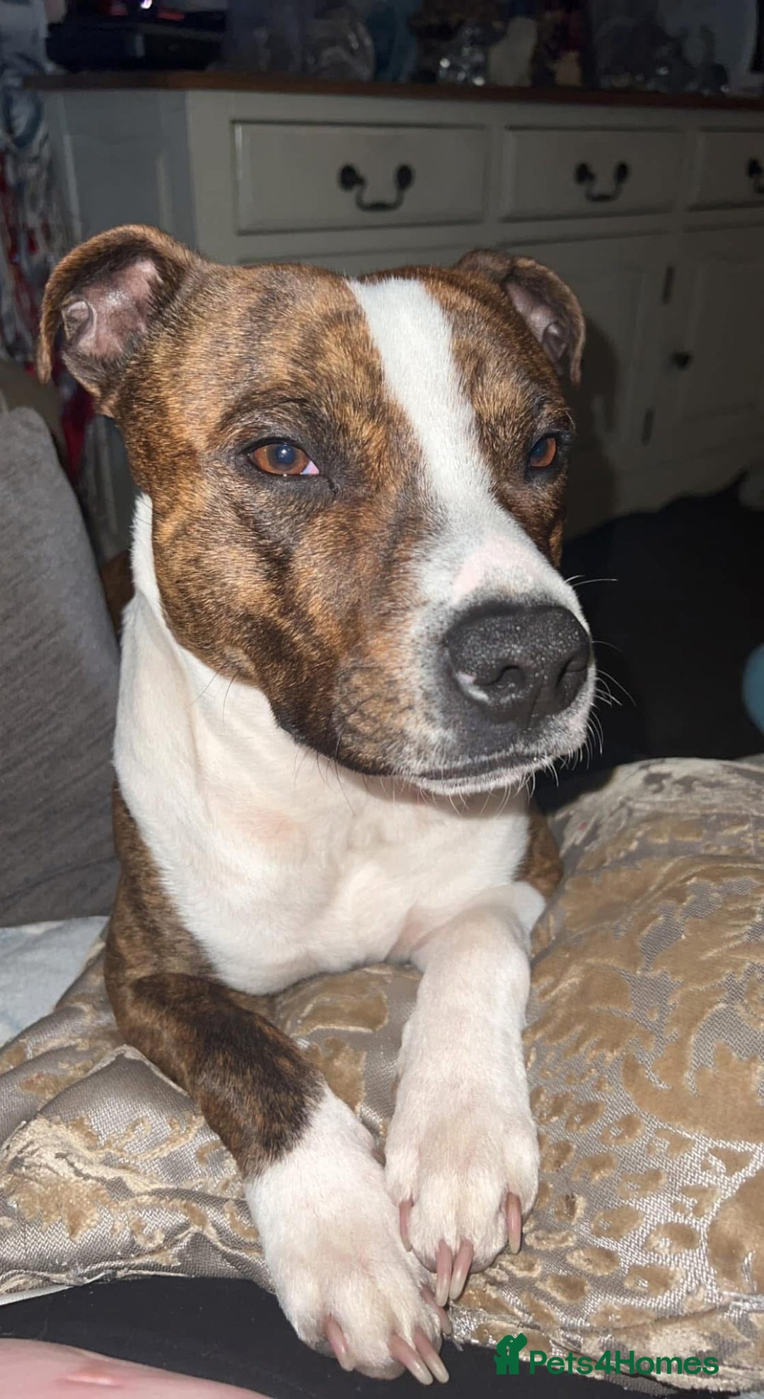 Staffordshire Bull Terrier dogs for sale: Staffy puppies  - Image 9