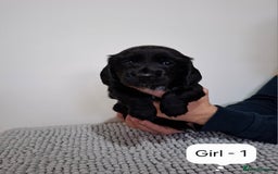 Mixed Breed dogs for sale:  Minature Dachshunds x Spaniel pups  - Advert 3
