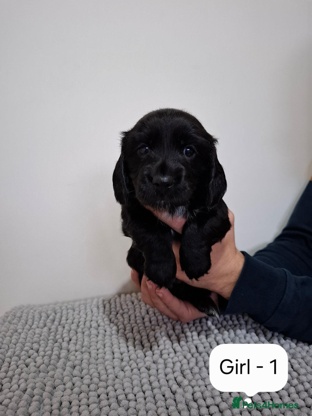 Mixed Breed dogs for sale:  Minature Dachshunds x Spaniel pups  - Advert 3