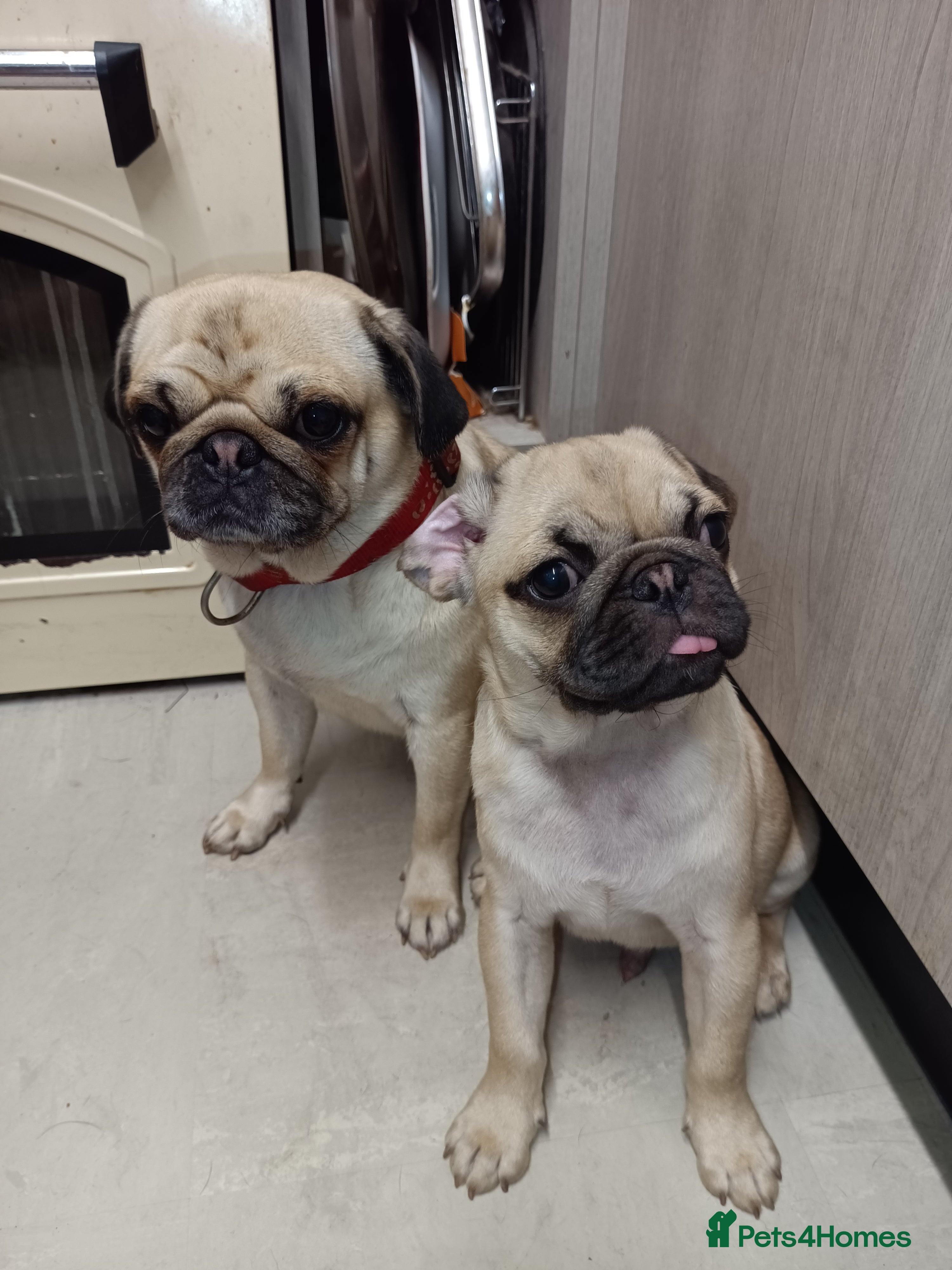 Pug dogs Pugs  - Advert 2