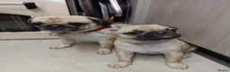 Pug dogs for sale: Pugs  - Advert 2