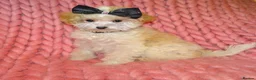 Maltipoo dogs for sale: XXS Apricot F1 Maltese X Toy Poodle Maltipoo Puppy - Advert 10