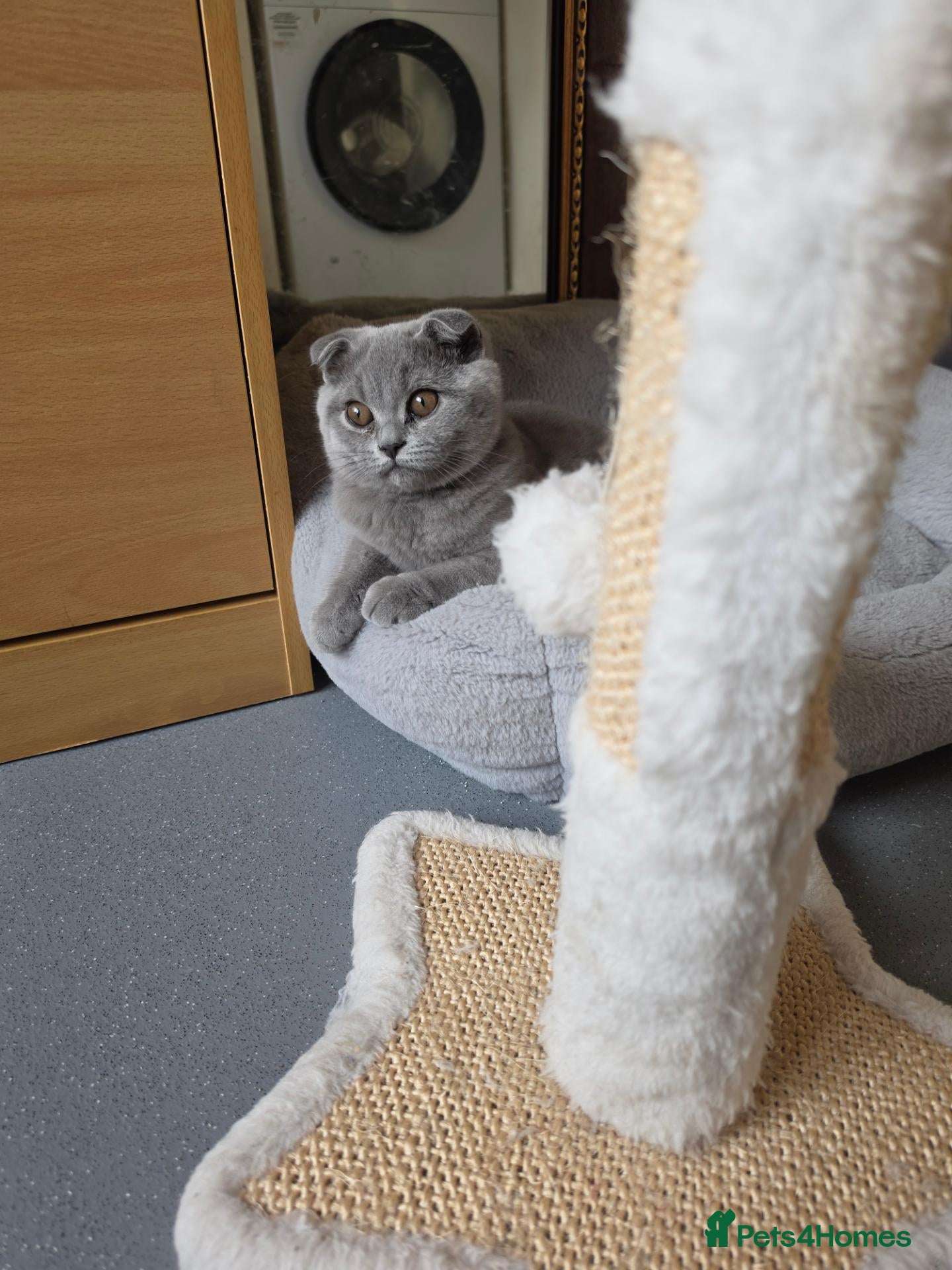 Scottish Fold cats 1 boy💙 and 1girl left🧡 - Advert 3