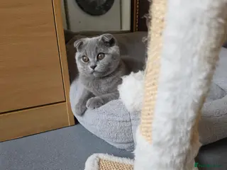 Scottish Fold cats 1 boy💙 and 1girl left🧡 - Advert 3