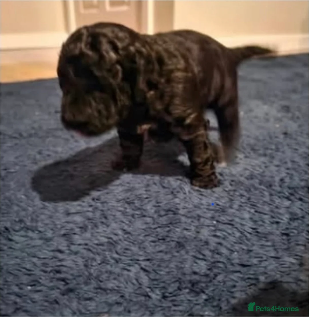 Jackapoo dogs for sale: 3 female Jackapoos - Advert 2