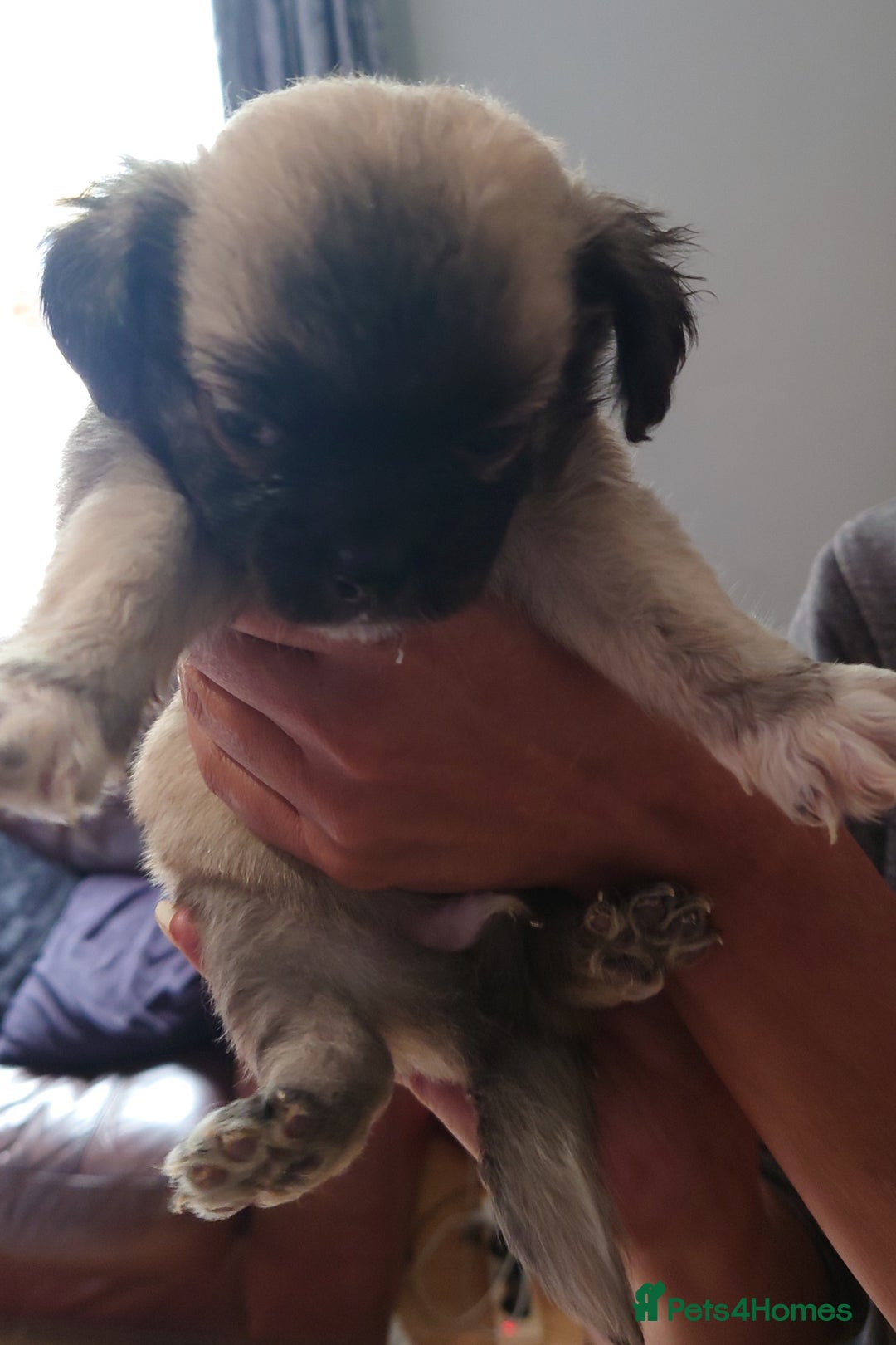 Mixed Breed dogs for sale: Shipoo x chihuahua ❤️ - Image 5