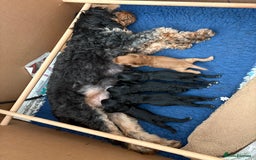 Cavapoo dogs for sale: Beautiful Cavapoos - Image 11