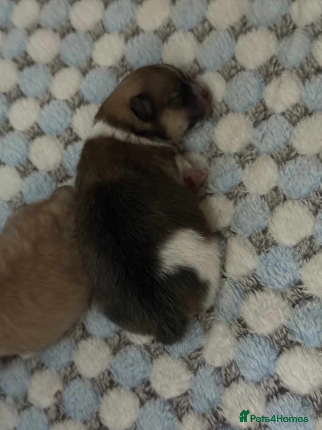 Pomchi dogs for sale: 3/4 Pom 1/4 chi Pomchi F1BB - Advert 20