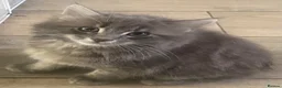 Mixed Breed cats for sale: Beautiful fluffy grey kittens - Advert 3