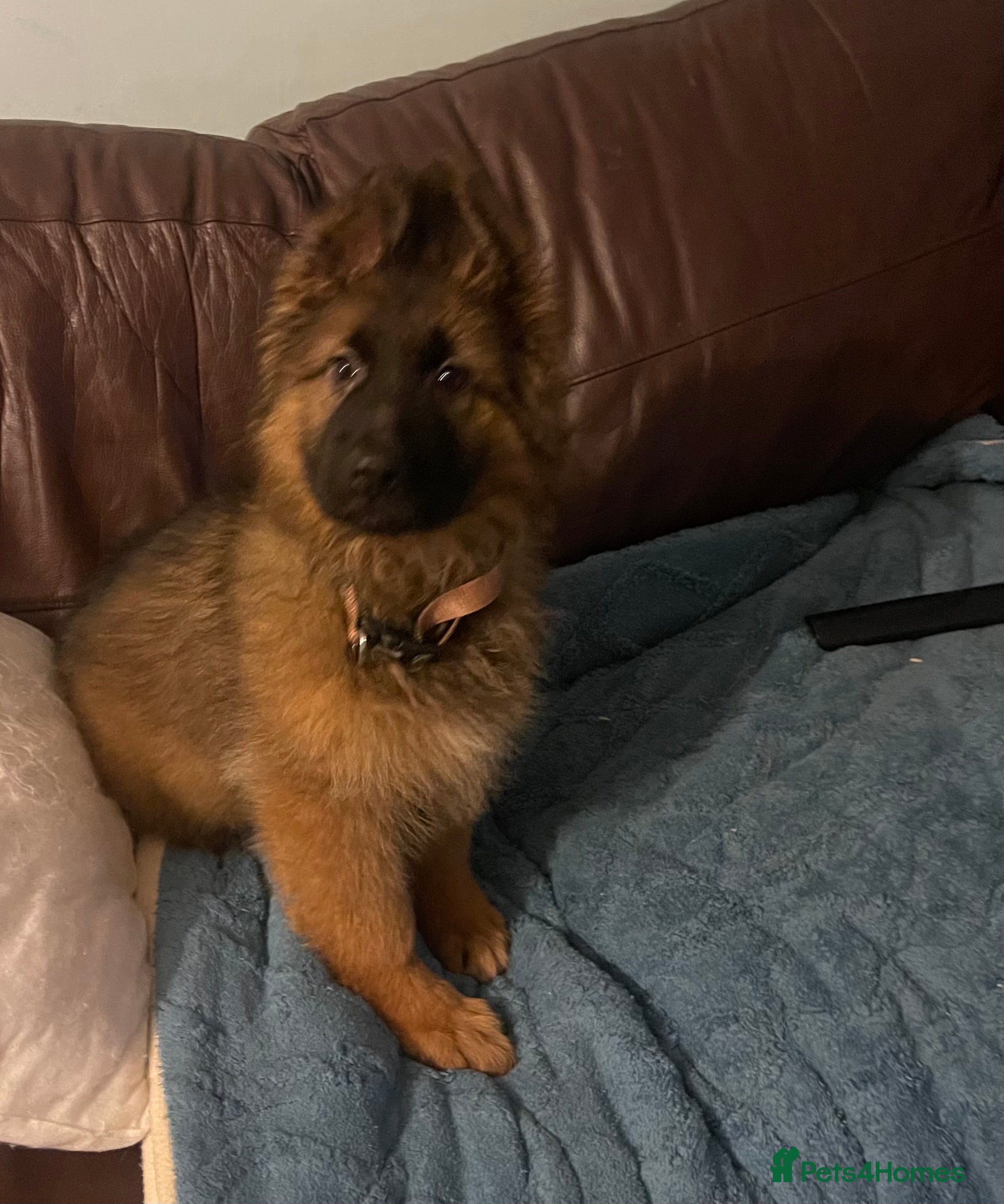 German Shepherd dogs German Shepherd MALE - Huge  - Advert 3