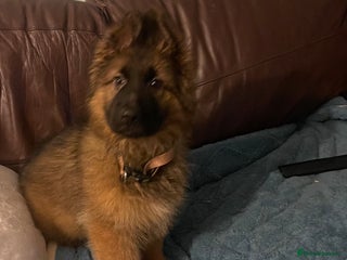 German Shepherd dogs German Shepherd MALE - Huge - Advert 15